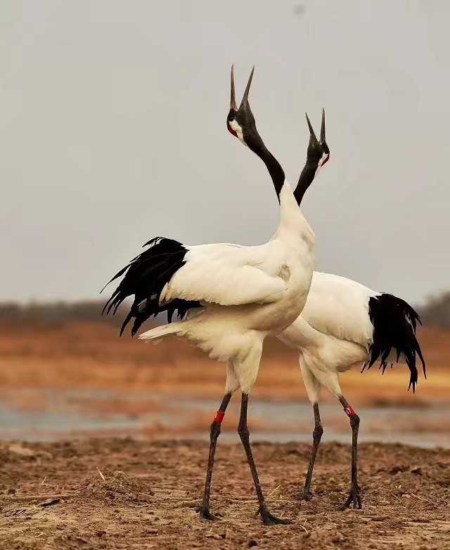 ���������Ͳ�,�Ͳ���,�Ͳ��,����ʱ���,�����,�Ͳ���۸�,�Ͳ�������,�Ͳ������